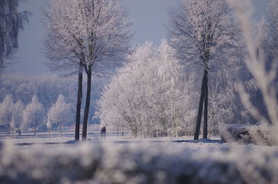 Bare trees against sky