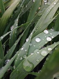 Close-up of water drops on leaves