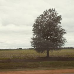 Tree on field against sky