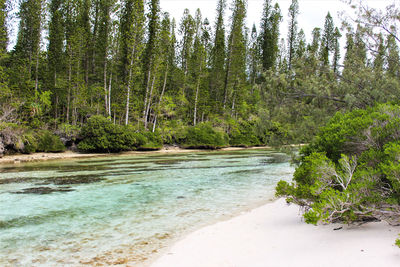 Scenic view of sea against trees in forest