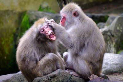 Japanese macaques relaxing on rocks