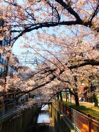 View of cherry blossom along canal
