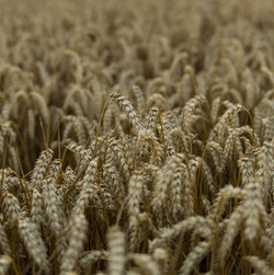 Close-up of wheat growing on field