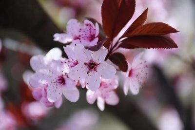 Close-up of pink flowers on branch