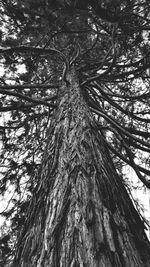 Low angle view of trees