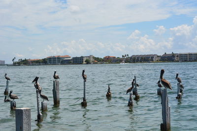 Pelicans perching on wooden posts at sea against sky