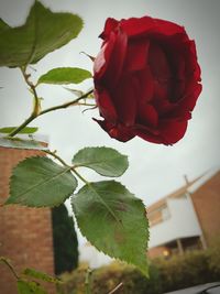 Close-up of rose blooming against sky