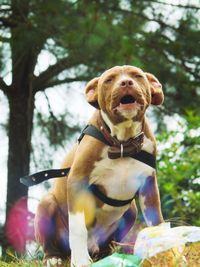 Portrait of dog sitting outdoors