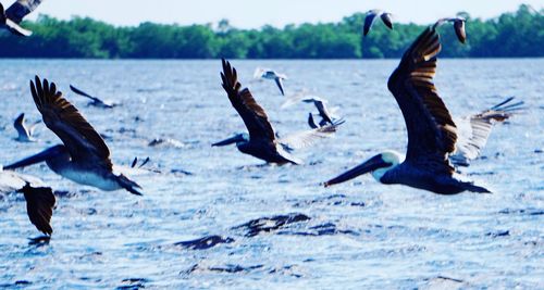 Seagulls flying over sea against sky