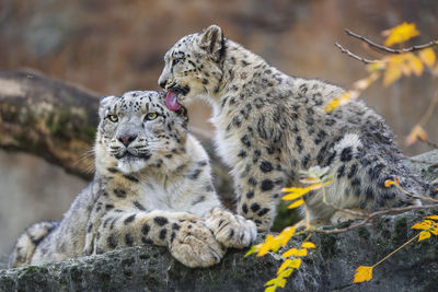 A snow leopard cub liking her mother