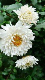 Close-up of white flowers blooming outdoors