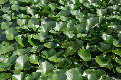 Full frame shot of leaves on field