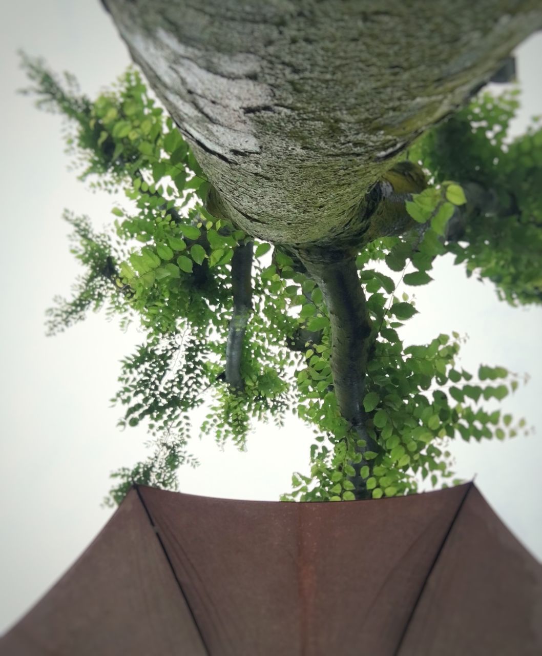 CLOSE-UP OF POTTED PLANT AGAINST TREE