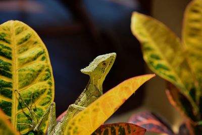 Close-up of butterfly on leaves