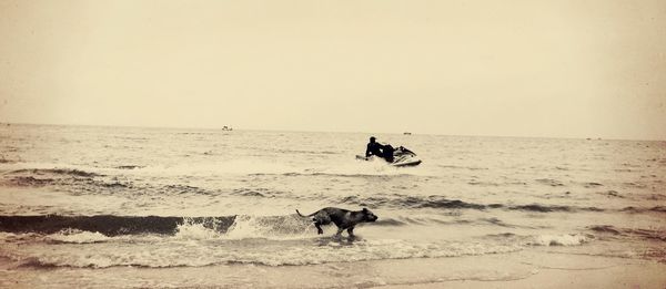 Dog standing on beach