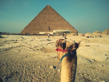 Camel in desert against clear sky