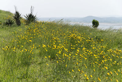 Yellow flowers growing in field