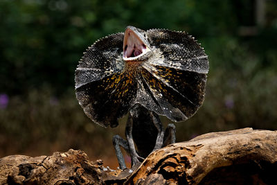 Close up, black lizard on a piece of dry wood