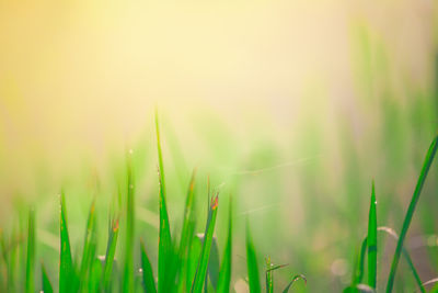 Close-up of dew on grass