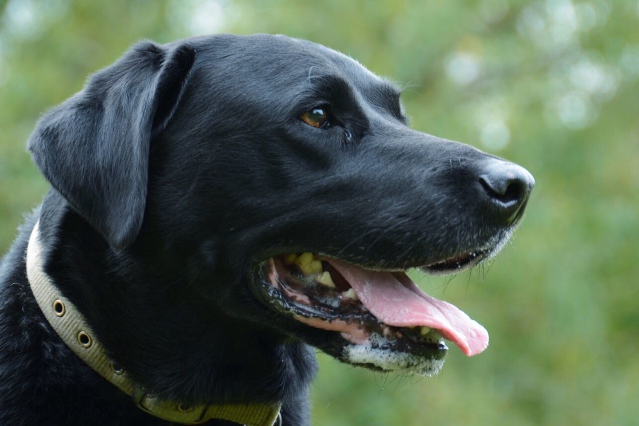 one animal, animal themes, dog, pets, focus on foreground, mammal, domestic animals, close-up, animal head, looking away, black color, no people, outdoors, animal body part, day, nature, selective focus, pet collar, portrait, mouth open