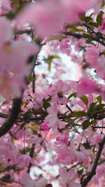 Close-up of pink cherry blossoms in spring