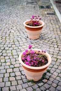 High angle view of potted plant on sidewalk