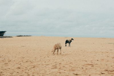 Horses on beach against sky