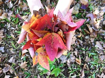 Close-up of maple leaves on tree during autumn