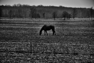 Horse grazing on field against sky