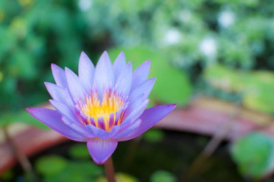 Close-up of purple water lily