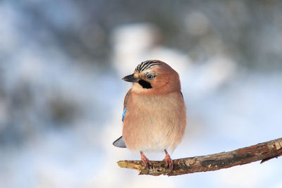 Close-up of bird perching on a branch