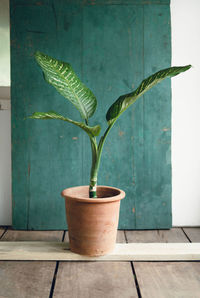 Close-up of potted plant on table