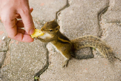 Full length of squirrel eating food