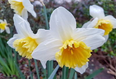 Close-up of white flower