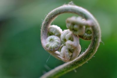 Close-up of green plant