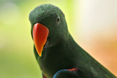 Close-up of a bird