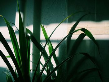 Close-up of bamboo plant against wall