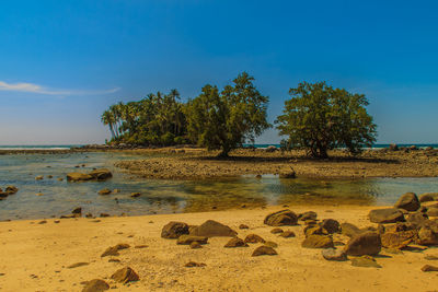 Trees on beach against sky