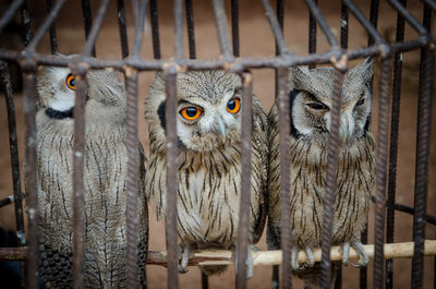 Close-up of owl in cage