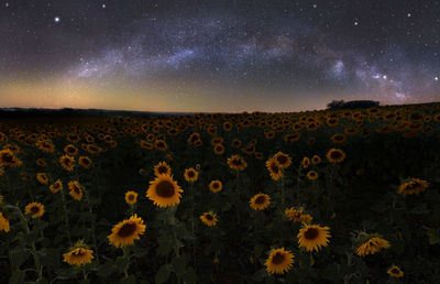 Scenic view of sunflower field against sky at night