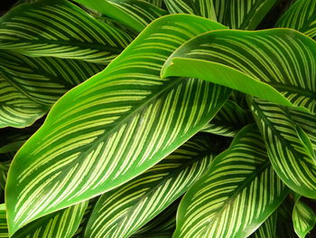Close-up of palm tree leaves