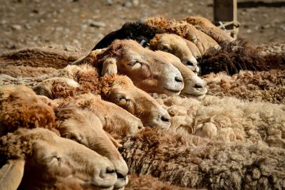 Close-up of sheep