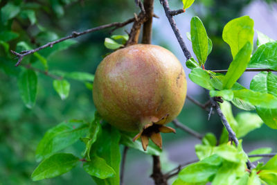 Close-up of apple on tree