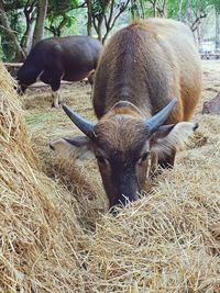 Sheep in grass