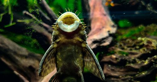 Close-up of plecos fish