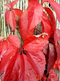 Close-up of red flower