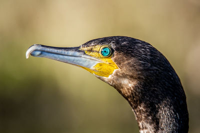 bird