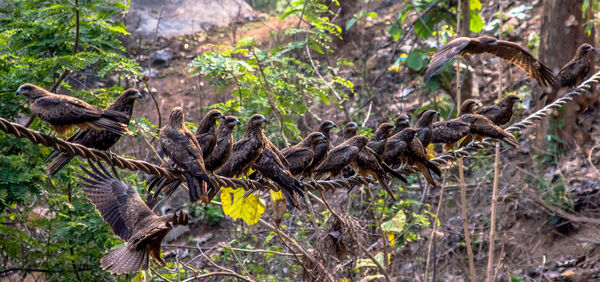 Close-up of bird on tree branch