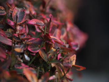 Close-up of red flowers