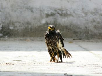 Drying in the sun after a cold water bath.